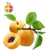 FruitSabzi –Apricot